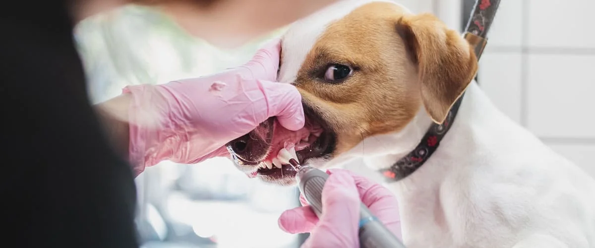 Limpieza dental para perros